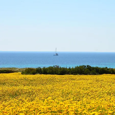 L'araucaria Le Affittacamere Riola Sardo