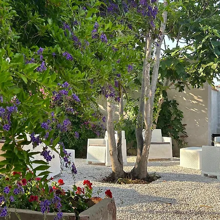 L'araucaria Le Riola Sardo